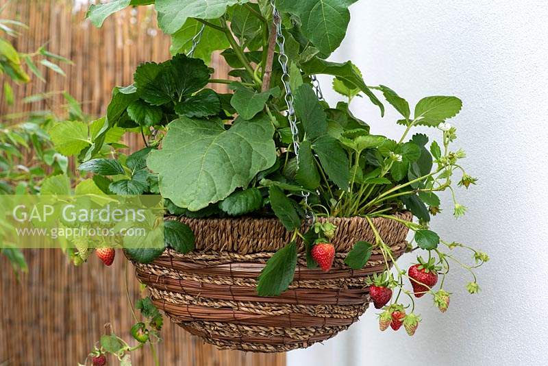Cultivant dans un panier suspendu, une aubergine naine 'Pinstripe' sous-plantée de fraises suspendues 'Toscana '.