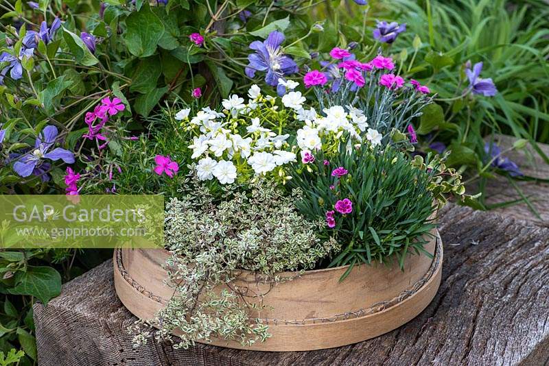 Tamis de jardin traditionnel planté de Lewisia cotyledon 'Elise White', thym argenté, phlox 'McDaniel's Cushion', Dianthus 'Aztec Star' et 'Pink Kisses'.
