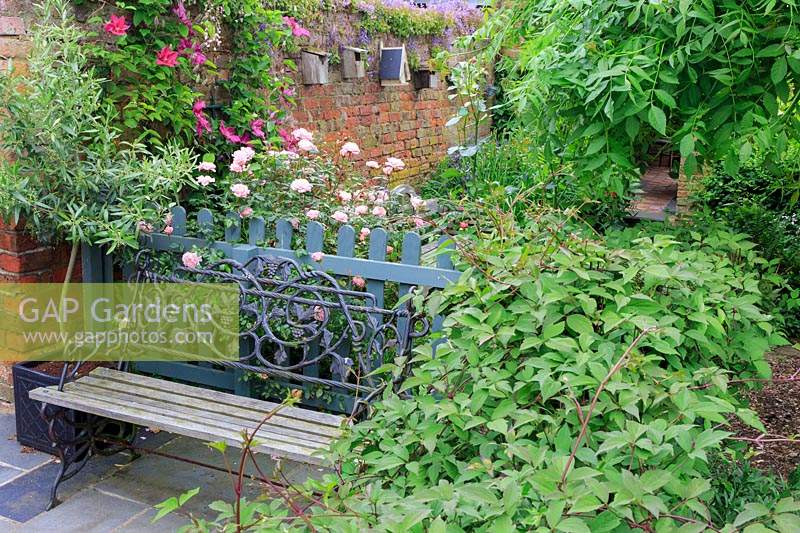 Banc en métal et en bois à côté d'une clôture peinte. Un olivier Olea europaea, dans un pot carré. Clématite et cendre pleurante au premier plan. Campanula poscharskyana le long du haut du mur monté avec plusieurs nichoirs.