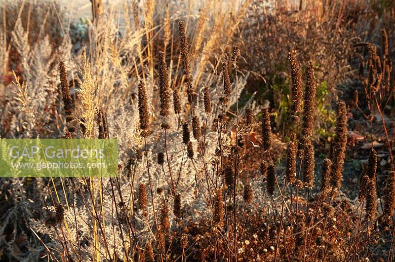 Graines de graminées ornementales sèches de Calamagrostis x acutiflora, Artemisia absinthium 'Absinthe commune' et Agastache rugosa brillant de soleil dans les plantes vivaces de jardin d'hiver mix bord