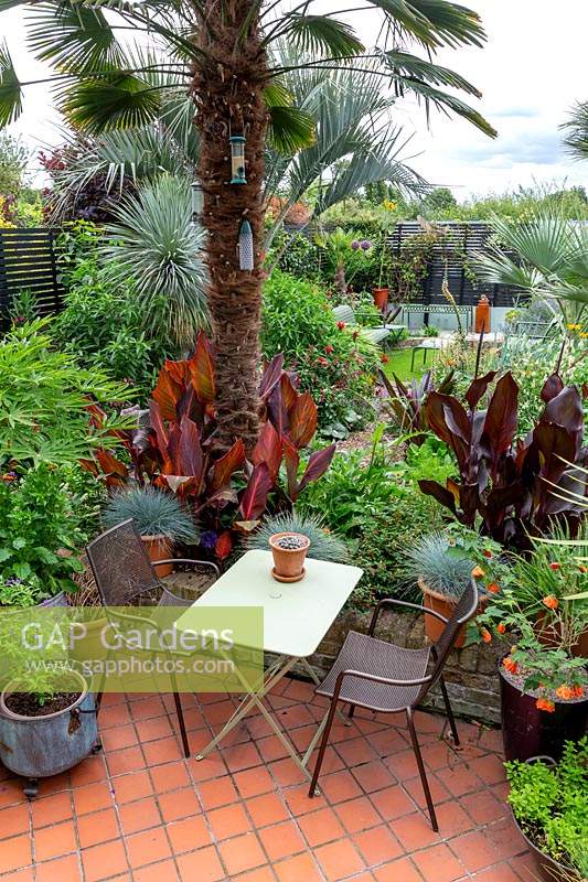 Un jardin tropical à Londres. Palmier Trachycarpus wagnerianus avec Canna 'Durban' autour de la base. Situé à côté d'un coin salon de patio carrelé avec une petite table.