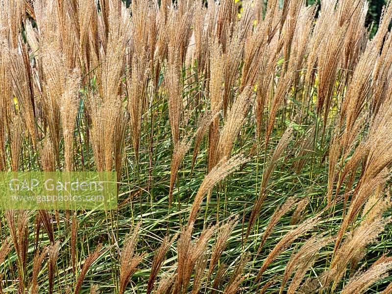 Miscanthus sinensis 'Kleine Silberspinne', septembre