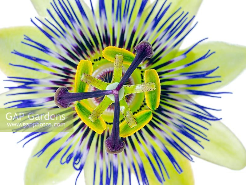Fleur de la passion bleue Passiflora caerulea