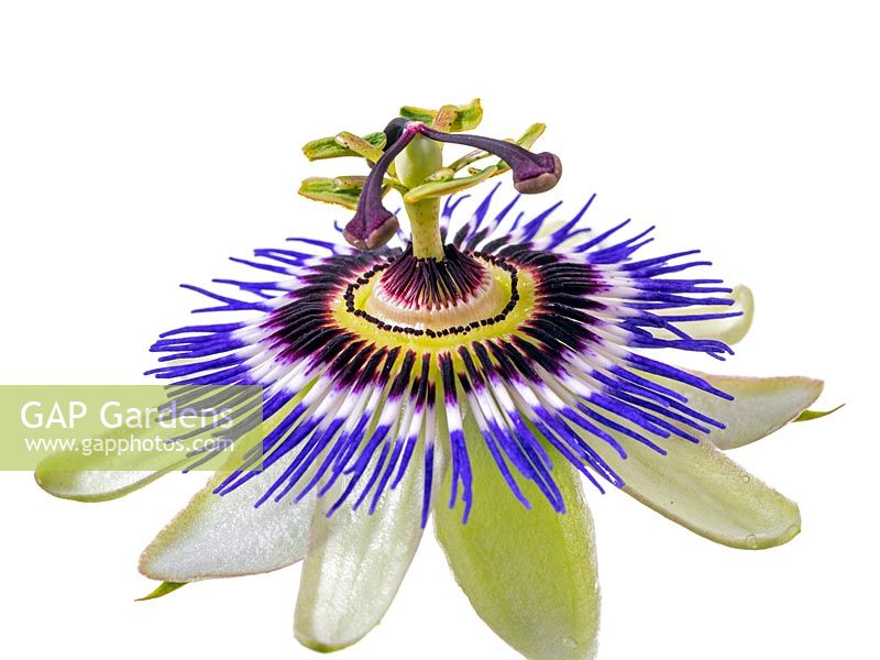 Fleur de la passion bleue Passiflora caerulea