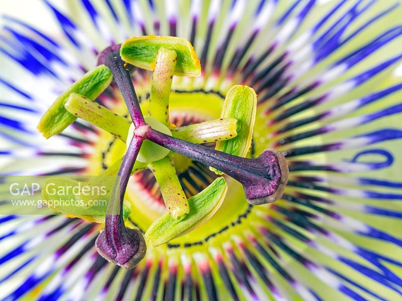 Fleur de la passion bleue Passiflora caerulea détail de la stigmatisation et centre de la fleur