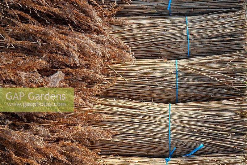 Phragmites australis - Norfolk Reed - faisceaux récoltés