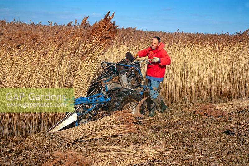 Phragmites australis - Norfolk Reed - récolté à l'aide d'une machine de découpe