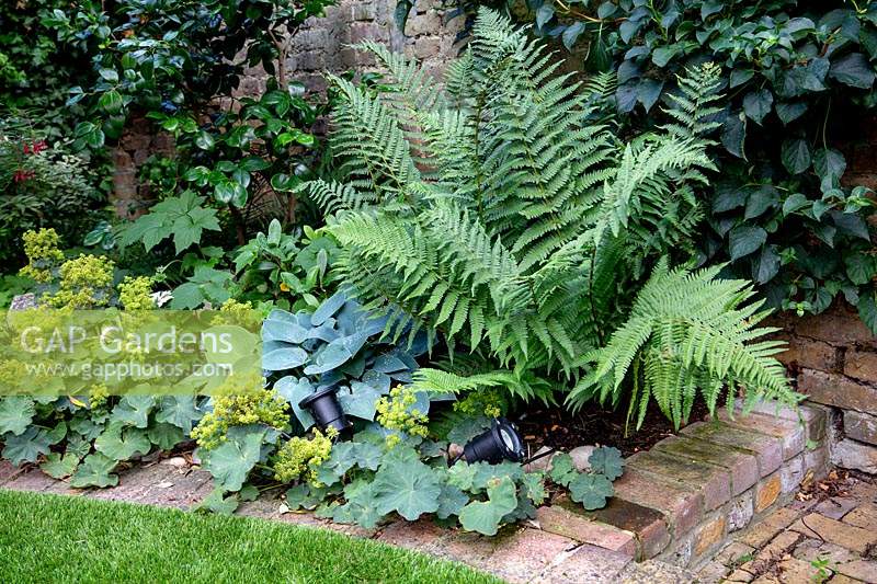 Alchemilla mollis, Dryopteris et Hosta 'Halcyon' dans un coin ombragé