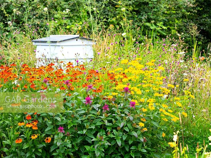 Ruche d'abeilles dans une zone de fleurs sauvages riche en nectar avec Helenium 'Sahin's Early Flowerer', Heliopsis helianthoides et Monarda didyma - Bergamote