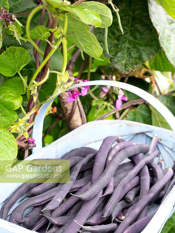 Phaseolus vulgaris 'Blauhilde' - Haricot grimpant - gousses violettes en trug par plante