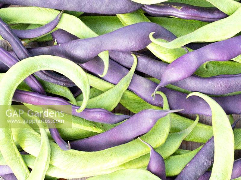 Escalade de haricots verts 'Blauhilde' et de haricots verts 'white lady '.