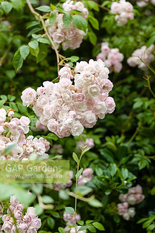 Rosa 'Belvedere '. Rambler. RHS Award of Garden Merit. Fleurs fanées au blanc du rose.