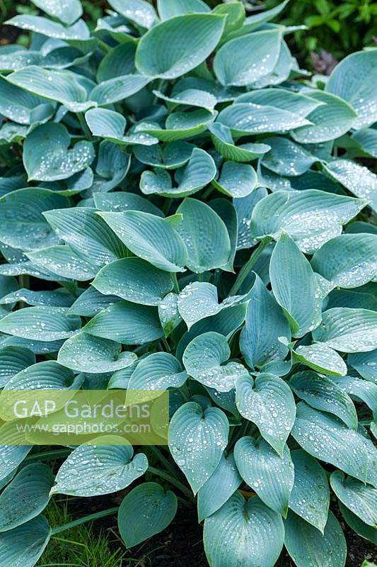 Hosta Tardiana Group 'Halcyon' avec des gouttes de pluie sur un nouveau feuillage