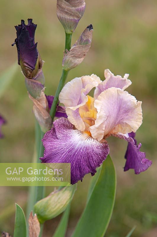 Grand Iris barbu 'Motylek'