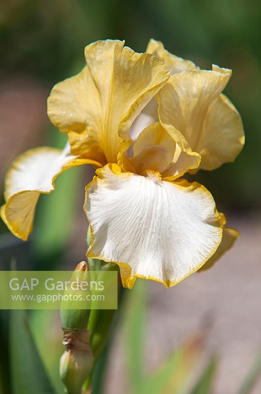 Grand Iris barbu 'Debby Rairdon'