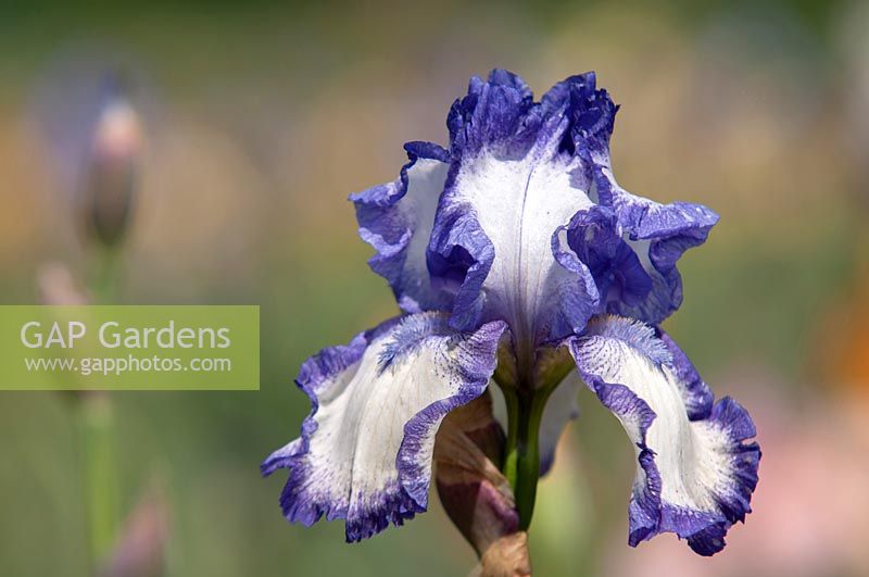 Grand Iris barbu 'Jupons bleus'