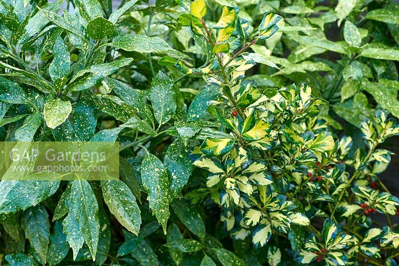 Ilex x altaclerensis 'Ripley Gold' - Holly - avec Aucuba japonica 'Variegata' - Laurier tacheté