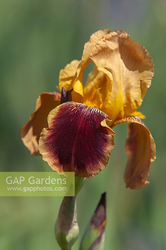 Grand Iris barbu 'Rempart'