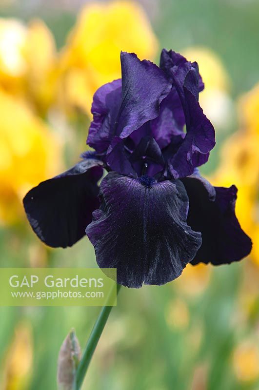 Grand Iris barbu 'bâton de réglisse'