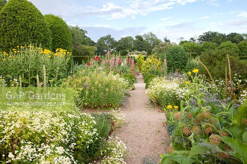 Voie formelle à travers Herb Garden avec Feverfew, Allium seedheads, Bourrache, Rose trémière, Inula et topiaire coupé