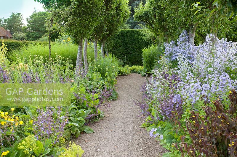 Jolies expositions estivales de salvia, campanule, onagre, lysimachia et phlomis dans le jardin de fleurs. Parc Loseley, Surrey