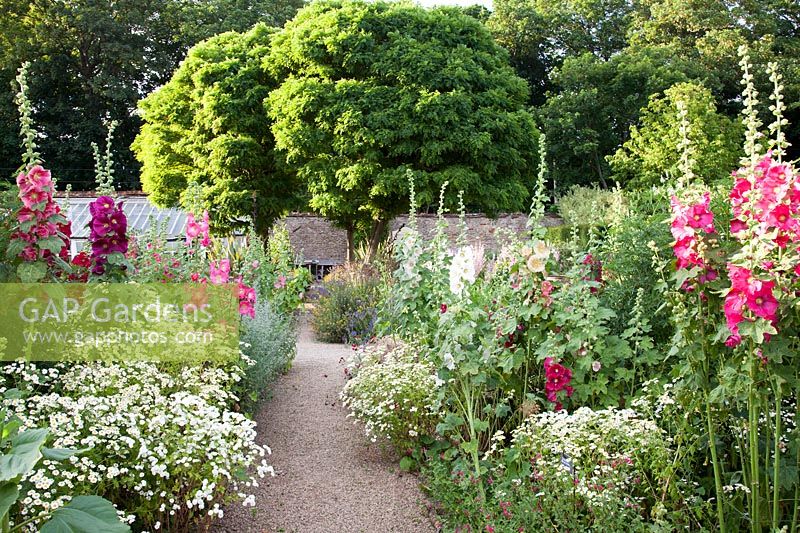 Chemin à travers le jardin d'herbes aromatiques avec roses trémières et camomille Loseley Park, Surrey, Royaume-Uni.