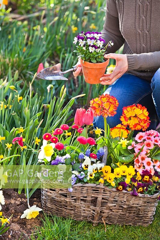Femme de combler les lacunes dans le parterre de printemps en plantant des pensées, des primevères, des bellis et des tulipes.