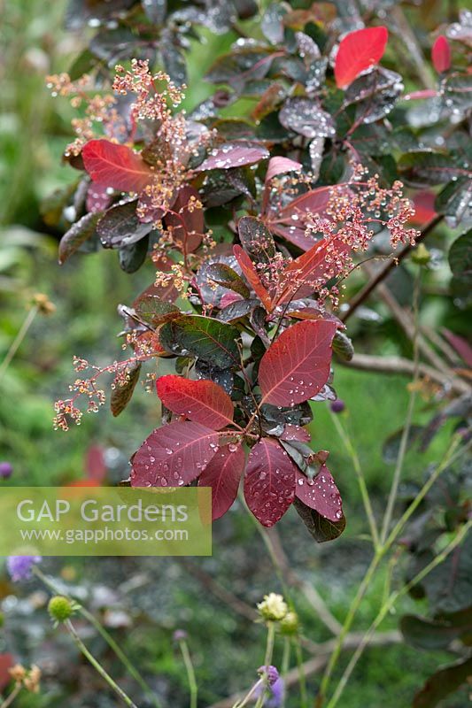Cotinus elodie - Smoketree a passé les fleurs et les feuilles en automne