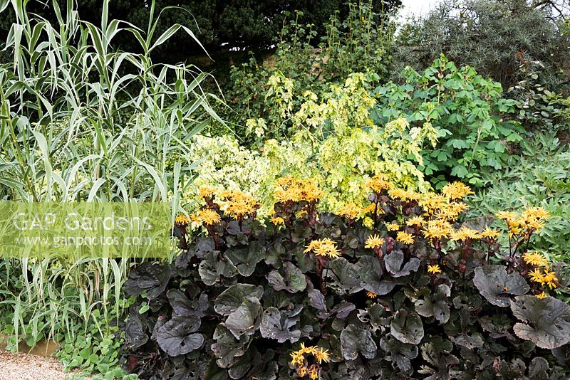 Parterre de fleurs avec Ligularia 'Britt Marie Crawford', Arundo donax var. versicolor, Abutilon pictum 'Thompsonii' et Amicia zygomeris à Bourton House