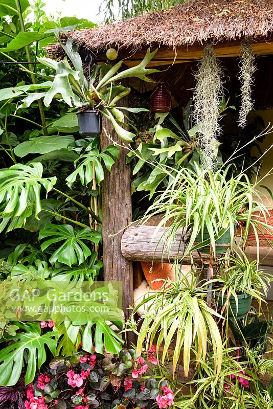 Jungle Hut construite à l'aide de poteaux télégraphiques recyclés recouverts de plantes, notamment Monstera deliciosa, plantes araignées, Chlorophytum comosum, Tillandsia usneoides, bégonias et la fougère staghorn, Platycerium bifurcatum.