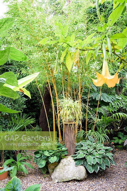 Chlorophytum comosum, plante araignée, sur un socle fait maison parmi le bambou à tige d'or et hostas