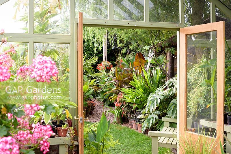 Vue depuis la serre sur mesure vers des plantes à feuillage audacieux, notamment Tetrapanax papyrifer 'Rex', Ensete ventricosum 'Maurelii', hedychiums et trachycarpus