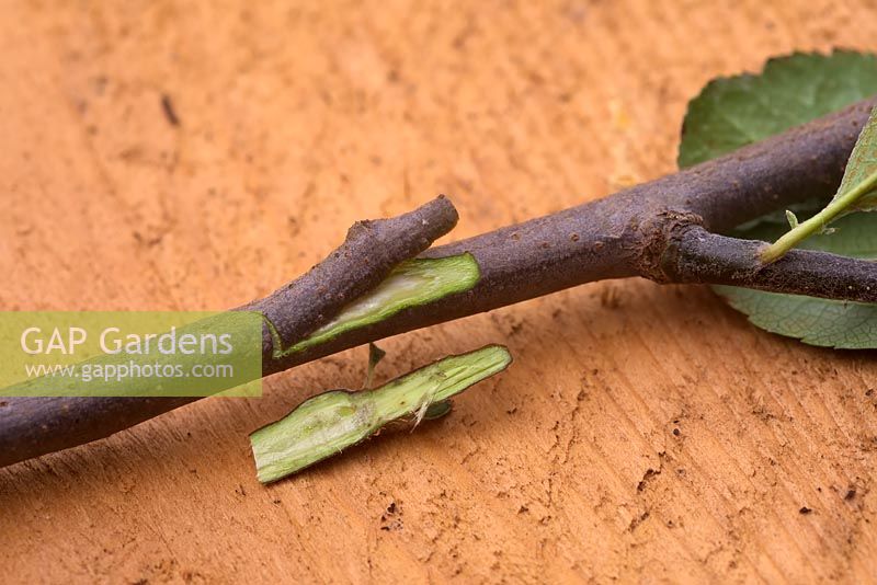 Puce en herbe Malus domestica 'Pixie' - Pomme - sur porte-greffe MM106 - section d'élimination de l'écorce du porte-greffe