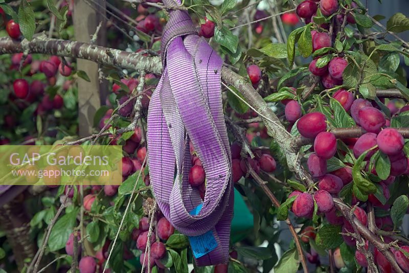 Prunus domestica 'Victoria' - Prune - une culture lourde a besoin d'un soutien temporaire pour empêcher la rupture des branches