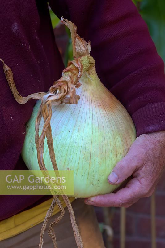 Jardinier tenant 2,8 kg d'oignon - Allium cepa 'Kelsae'