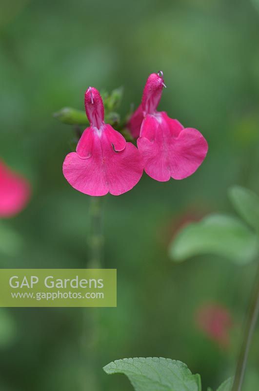 Salvia microphylla 'Grahamii' - Graham's Sage