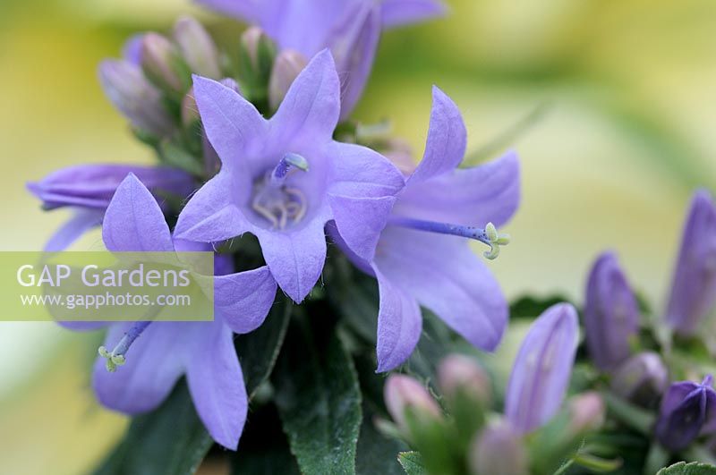 Adenophora 'Gaudi Violet' - Coccinelles