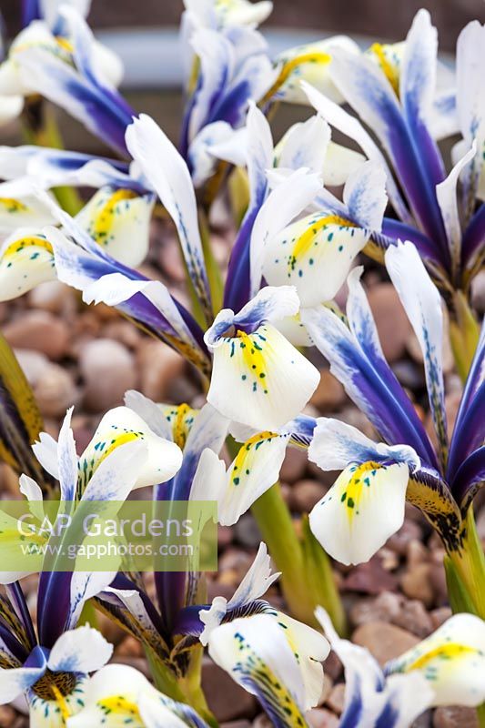 Iris 'Sea Breeze' - Iris nain - détail des marques jaunes sur pétale