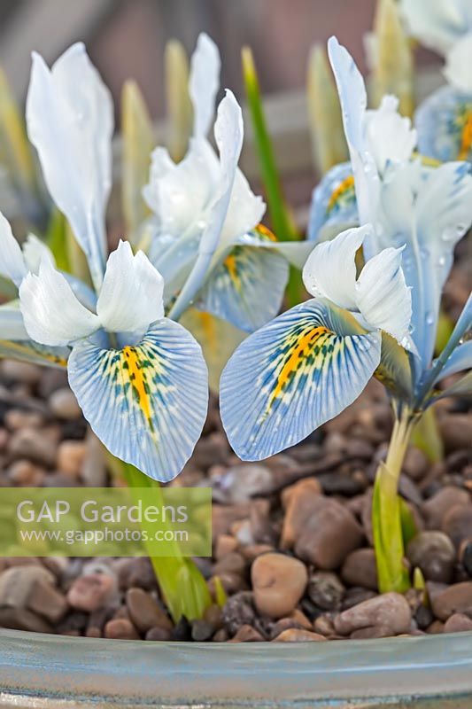 Iris histrioides 'Finola'