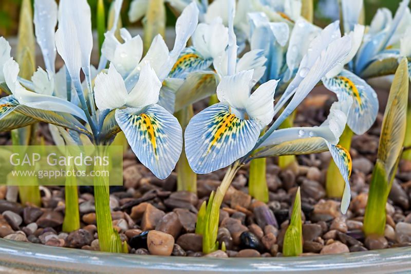 Iris histrioides 'Finola'