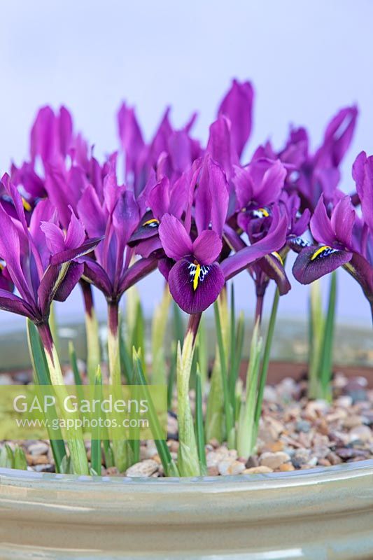 Iris histrioides 'George' - Iris nain