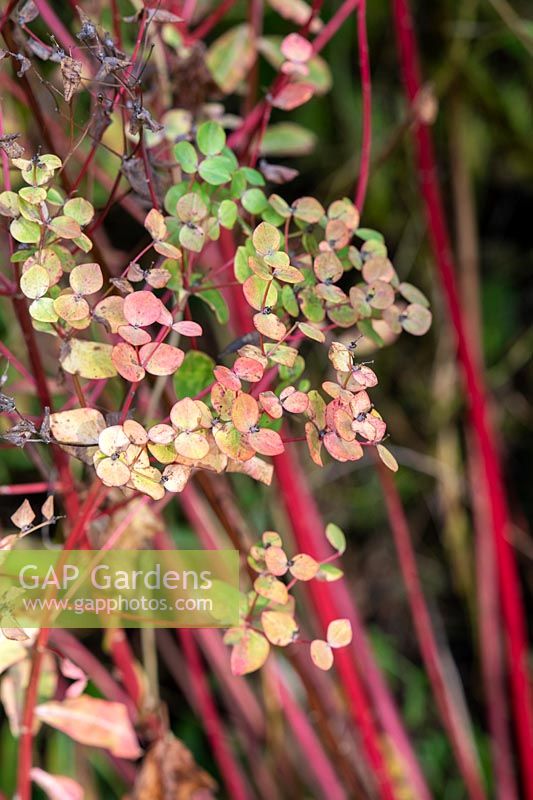 Euphorbia wallichii - Euphorbe Wallich - fleurs fanées sur tiges rouges