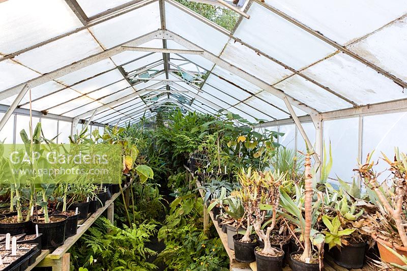 À l'intérieur de la maison en verre, la pépinière, Pan Global Plants, Royaume-Uni. Juillet.