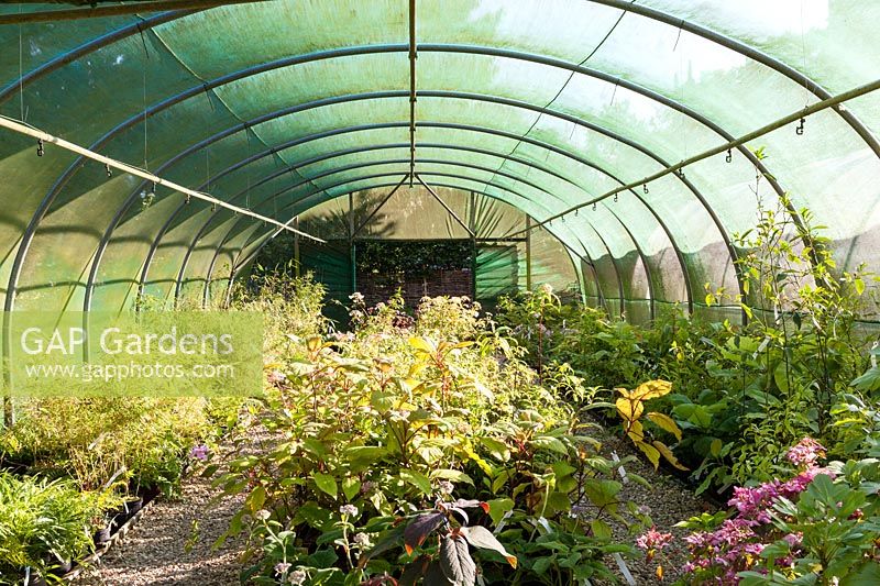 Vue de l'intérieur du Polytunnel n ° 1, la pépinière, Pan Global Plants, Frampton on Severn, Gloucestershire, Royaume-Uni.