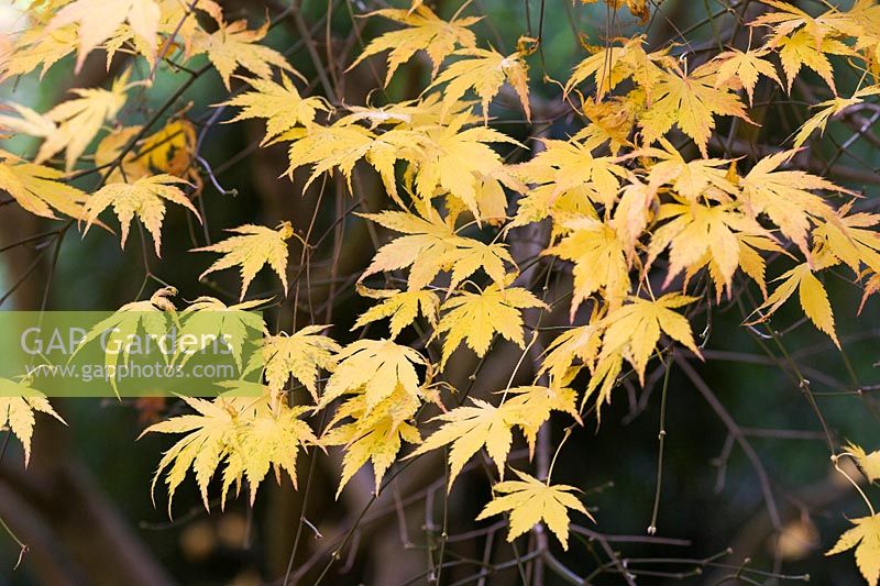Acer palmatum 'Green Trompenburg' - Érable japonais 'Green Trompenburg'