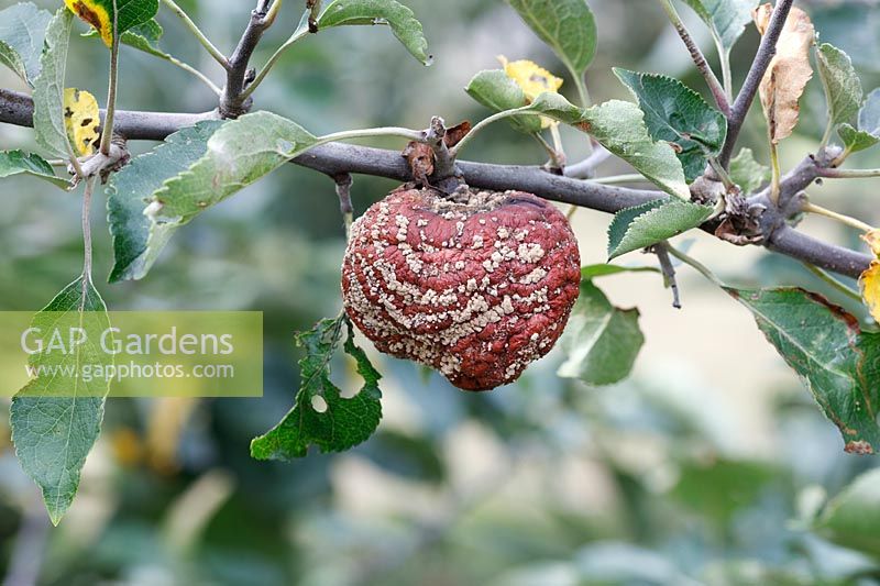 Monilinia fructigena - Pourriture brune - sur Malus domestica - Apple - fruit sur arbre