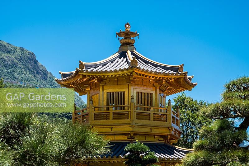 Le sommet du pavillon octogonal peint en or de la perfection absolue, entouré d'une mer d'arbres et soutenu par les collines derrière Kowloon. Pin bouddhiste, Podocarpus macrophyllus au premier plan.