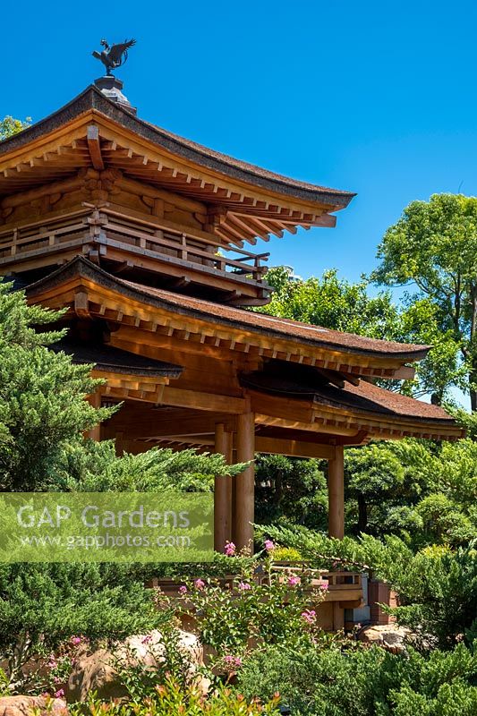 Le pont du pavillon avec un phénix sur son sommet, sur l'étang bleu, Song Cha Xie, avec pin bouddhiste, Podocarpus macrophyllus et autres pins.