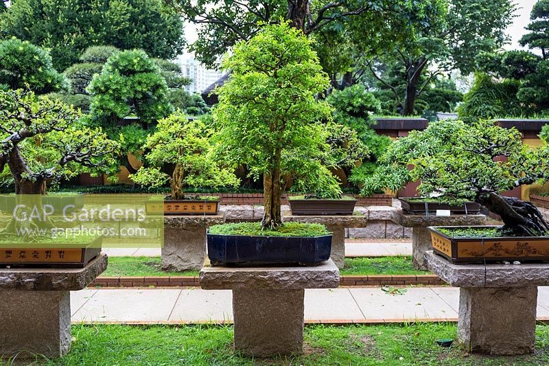 Une collection de bonsaïs sur pierre se dresse à l'extérieur de The Rockery après la pluie.