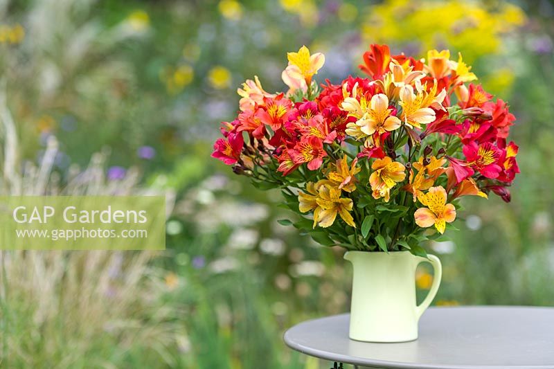 Alstoemeria mix 2. 'Chinon', 'Longue' et 'Anjou', fleurs coupées dans une cruche sur table dans un jardin